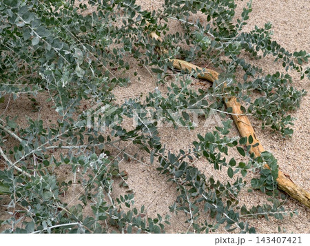 Green tendrils hold sandy edges firmly. Flexible vine reinforces dune boundaries through natural growth 143407421
