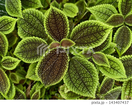 Detailed green leaves with purple veins shown. Closeup of vibrant foliage with textured surfaces and veins Detailed green leaves with purple veins shown. Closeup of vibrant foliage with textured surfaces and veins 143407437