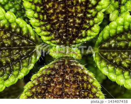 Natureinspired modern art. Abstract botanical macro pattern suitable for contemporary interior decoration Natureinspired modern art. Abstract botanical macro pattern suitable for contemporary interior decoration 143407438