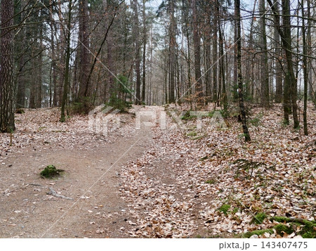 Scenic forest running route. Quiet pine forest trail ideal for jogging and training sessions Scenic forest running route. Quiet pine forest trail ideal for jogging and training sessions 143407475