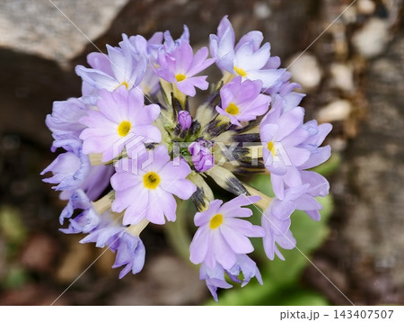 An intricate image showcasing tender pastel primrose blossoms with earthy ground and bright sunlight 143407507