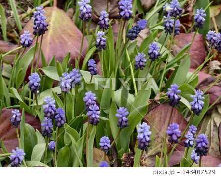 Seasonal forest scene featuring violet hyacinths and textured leaf litter in gentle illumination 143407529