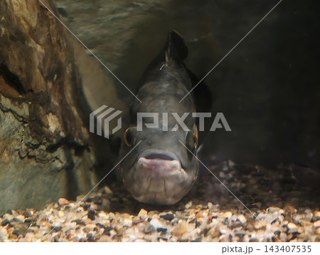 Intense fish gaze scene. Underwater scientific specimen with Moody atmosphere and focused expression Intense fish gaze scene. Underwater scientific specimen with Moody atmosphere and focused expression 143407535