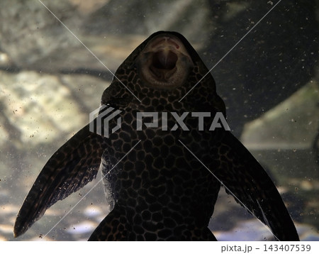 Fish face closeup. Detailed and magnified image showcasing facial features of freshwater fish Fish face closeup. Detailed and magnified image showcasing facial features of freshwater fish 143407539