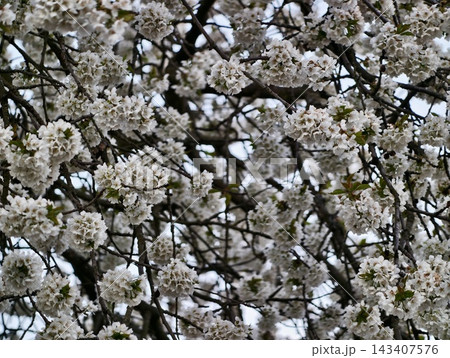 Springtime blooms with gentle light. Softly blurred background highlights delicate blossoms in springtime Springtime blooms with gentle light. Softly blurred background highlights delicate blossoms in springtime 143407576