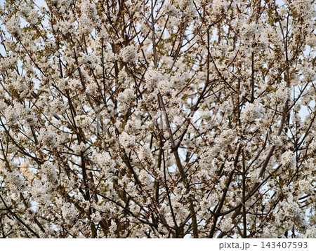 Tree adorned with blossoming flowers. Serene scene of white blossoms under gentle sunlight during spring Tree adorned with blossoming flowers. Serene scene of white blossoms under gentle sunlight during spring 143407593
