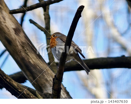 Small bird resting. Colorful robin with bright feathers perched on twig beneath softly lit blue sky Small bird resting. Colorful robin with bright feathers perched on twig beneath softly lit blue sky 143407630