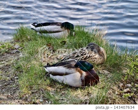 Ducks resting peacefully. Two mallard ducks relax beside water amid soft sunlight and natural textures Ducks resting peacefully. Two mallard ducks relax beside water amid soft sunlight and natural textures 143407634