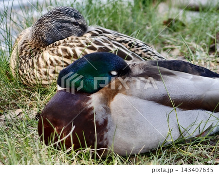 Peaceful bird portrait. Serene mallard showcasing iridescent neck and delicate plumage details Peaceful bird portrait. Serene mallard showcasing iridescent neck and delicate plumage details 143407635