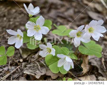 White flower patch. Closeup of groundcover flowers blooming over leaf litter in natural forest terrain 143407641
