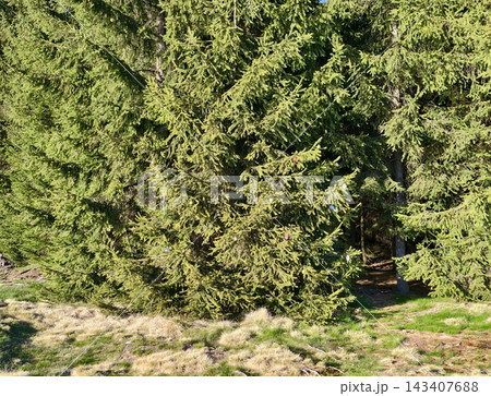 Thick greenery barrier. Privacy screen composed of dense pine trees overlooking grassy borders Thick greenery barrier. Privacy screen composed of dense pine trees overlooking grassy borders 143407688