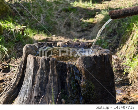 Old mossy wood. Old broken tree stump illuminated by patchy sunlight showing moss and textured cracks 143407718