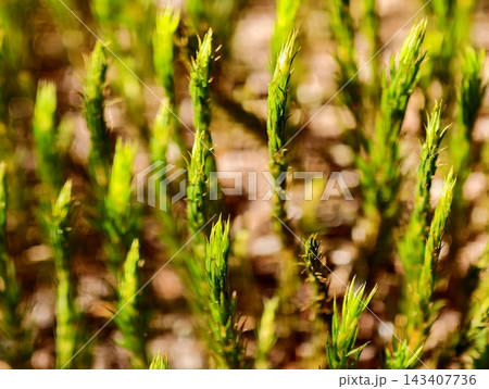 Illuminated green plant stems with blurred background evoke vibrant spring energy and outdoor freshness Illuminated green plant stems with blurred background evoke vibrant spring energy and outdoor freshness 143407736