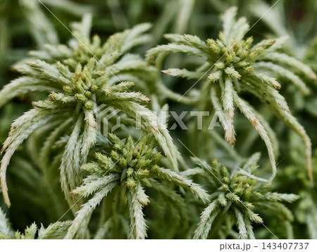 Serene spa inspired with moss textures. Calm mood highlighted by soft moss and natural design elements 143407737