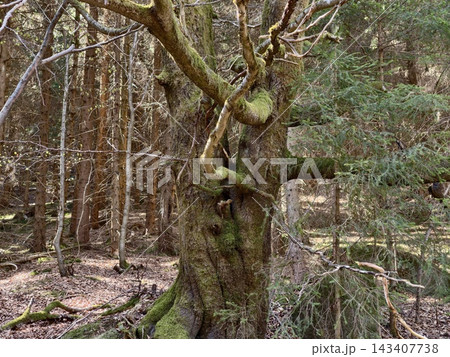 An ancient twisted tree creates magical canopy. Mosscovered twisted tree forms mysterious arch in nature An ancient twisted tree creates magical canopy. Mosscovered twisted tree forms mysterious arch in nature 143407738