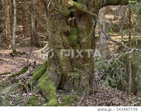 Ancient mossy tree. Old trunk with gnarled roots. Weathered tree trunk with textured bark and cavity 143407739