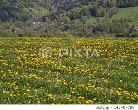 Dandelionfilled countryside. Tranquil pastoral view featuring rolling hills and bright dandelions Dandelionfilled countryside. Tranquil pastoral view featuring rolling hills and bright dandelions 143407780