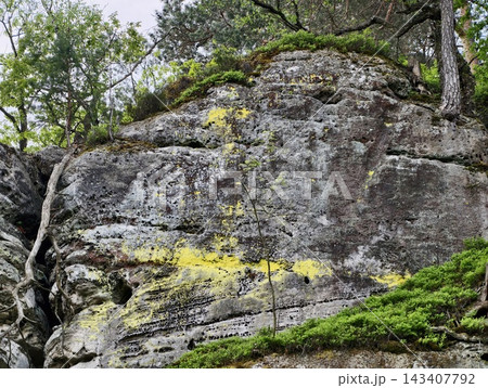 Lush forest floor. Bright lichens on stone surface. Damp rocks covered with colorful moss and ferns 143407792