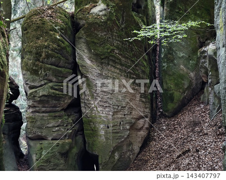 Deeply textured sandstone structures house botanist studying moss and lichen with calmness and focus 143407797