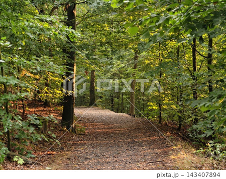 Sunlit forest path winding through dense green canopy, tranquil woodland trail lined with trees, dappled light on leaves during late summer afternoon, with forest, path, trail, tree detail 143407894