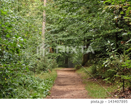 Long forest path winding through dense greenery under leafy canopy with sunlit trail weaving between trunks and shrubs along tranquil woodland corridor for nature lovers 143407895