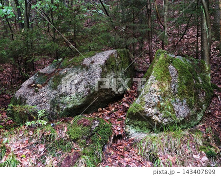 Green moss covered rocks resting amid quiet forest floor path surrounded by dense trees sunlit canopy soft shadows and fallen leaves, with moss, rock, forest, boulder detail 143407899