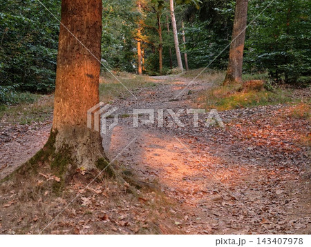 Sunlit forest path winding through tall trees with warm orange light on leaf litter and mossy roots, tranquil woodland trail inviting quiet reflection and nature immersion Sunlit forest path winding through tall trees with warm orange light on leaf litter and mossy roots, tranquil woodland trail inviting quiet reflection and nature immersion 143407978