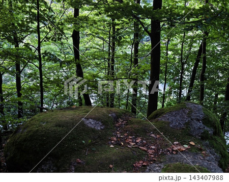 Dense green forest interior with mossy rocks, slender tree trunks, and shaded woodland canopy over mossy ground, with calm water glinting through leaves Dense green forest interior with mossy rocks, slender tree trunks, and shaded woodland canopy over mossy ground, with calm water glinting through leaves 143407988