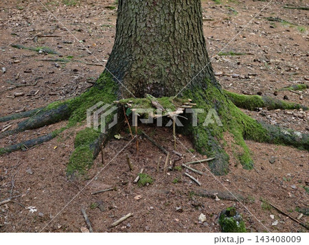 Closeup view of sturdy tree trunk with sprawling roots and lush moss around base on forest floor, textured bark, earthy tones, natural woodland scene, serene outdoor composition Closeup view of sturdy tree trunk with sprawling roots and lush moss around base on forest floor, textured bark, earthy tones, natural woodland scene, serene outdoor composition 143408009