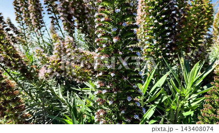 A Stunning and Beautiful Blooming Plant Featuring Vibrant Green Leaves All Around A Stunning and Beautiful Blooming Plant Featuring Vibrant Green Leaves All Around 143408074