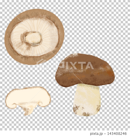 Watercolor illustration of a set of 3 types of shiitake mushrooms: regular, sliced, and underside. Watercolor illustration of a set of 3 types of shiitake mushrooms: regular, sliced, and underside. 143408246