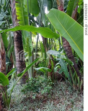 Tall banana plants growing in tropical garden 143408269