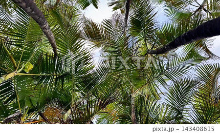 Gazing Upwards at the Lush Green Palm Trees Set Beautifully Against the Clear Blue Sky Gazing Upwards at the Lush Green Palm Trees Set Beautifully Against the Clear Blue Sky 143408615