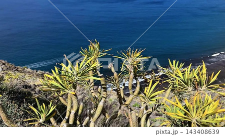 Experience a Stunning Coastal View that Features Unique and Diverse Vegetation in Nature Experience a Stunning Coastal View that Features Unique and Diverse Vegetation in Nature 143408639