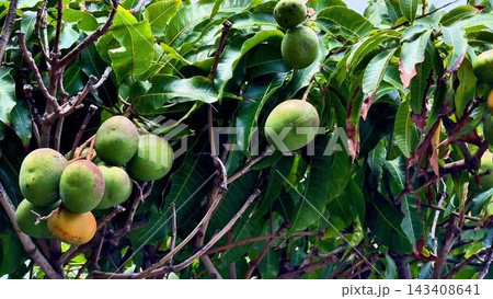 The Beautiful Sight of Ripening Fruits on a Tree Surrounded by Lush Green Leaves The Beautiful Sight of Ripening Fruits on a Tree Surrounded by Lush Green Leaves 143408641