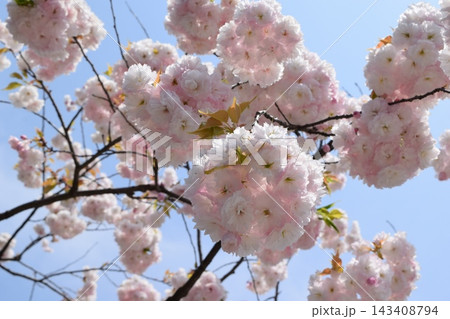 牡丹桜 牡丹桜 143408794