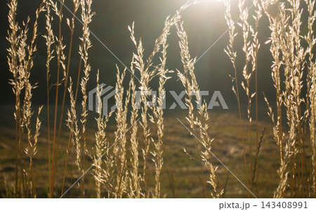 Grass glowing in sunset light. Wild grass Grass glowing in sunset light. Wild grass 143408991