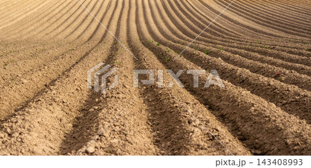 Ploughed farm field with converging furrows. Soil cultivated farmland Ploughed farm field with converging furrows. Soil cultivated farmland 143408993