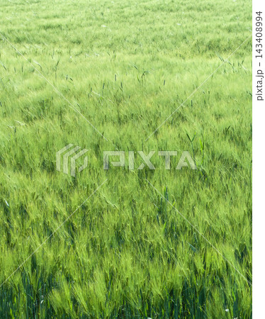 .Vertical photo of lush spring grain field 143408994
