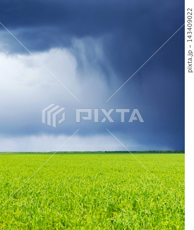 Field and clouds. Dark stormy sky and fresh, green grass..Dramatic rain clouds approaching over lush Field and clouds. Dark stormy sky and fresh, green grass..Dramatic rain clouds approaching over lush 143409022