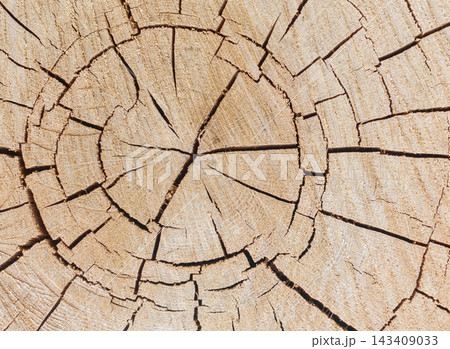 Tree cut with rings, natural tree rings Tree cut with rings, natural tree rings 143409033