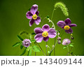 小花でカラフルな背景素材 143409144