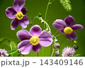 小花でカラフルな背景素材 143409146