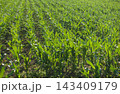 Green corn plants in a rows growing in agricultural field. Young maize seedlings in rows 143409179