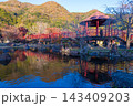 紅葉と反射（大分県中津市耶馬渓渓石園） 143409203