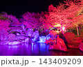 紅葉ライトアップ（大分県中津市耶馬渓渓石園） 143409209