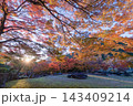 夕暮れの紅葉（大分県中津市耶馬渓渓石園） 143409214