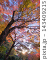 夕暮れの紅葉（大分県中津市耶馬渓渓石園） 143409215
