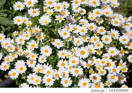 爽やか ノースポールの花 爽やか ノースポールの花 143409604