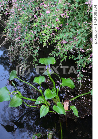 萩の花、向島百花園にて 萩の花、向島百花園にて 143409834